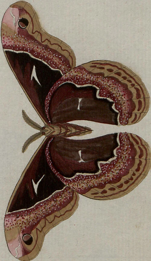 An illustration from (Band 1, Tafeln): De plaaten I - XCVI, 1779, leaf 78