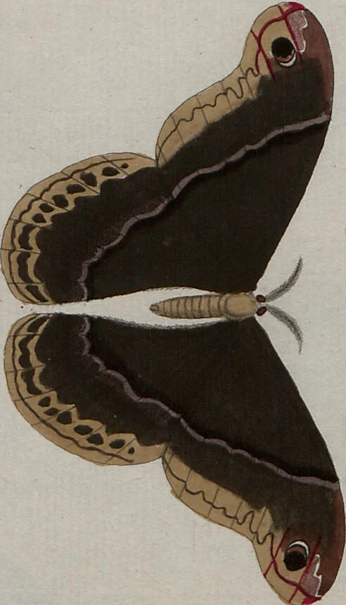 An illustration from (Band 1, Tafeln): De plaaten I - XCVI, 1779, leaf 78