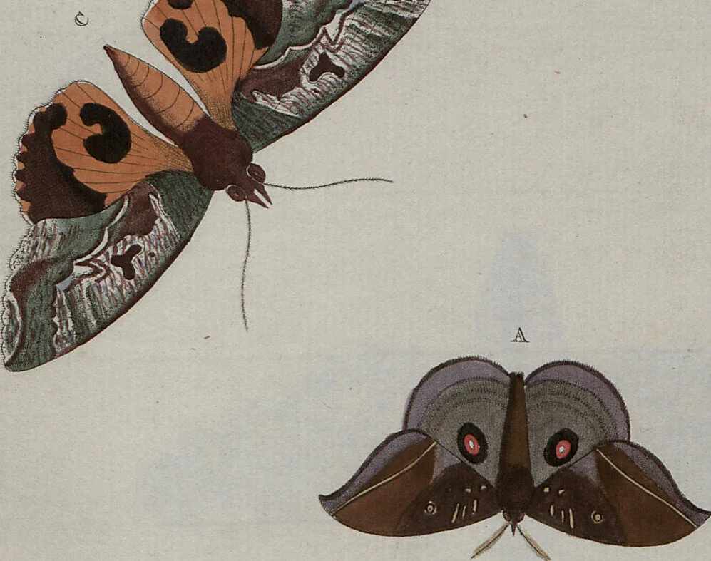 An illustration from (Band 1, Tafeln): De plaaten I - XCVI, 1779, leaf 79