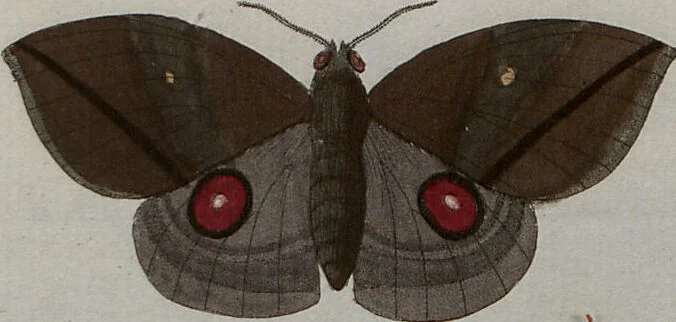 An illustration from (Band 1, Tafeln): De plaaten I - XCVI, 1779, leaf 79