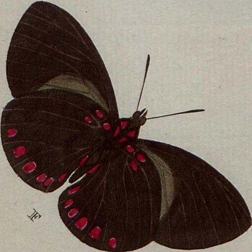 An illustration from (Band 1, Tafeln): De plaaten I - XCVI, 1779, leaf 79