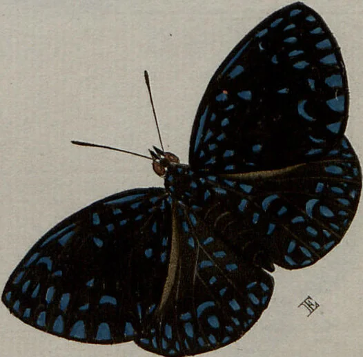 An illustration from (Band 1, Tafeln): De plaaten I - XCVI, 1779, leaf 79