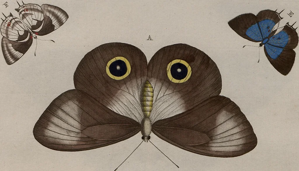 An illustration from (Band 1, Tafeln): De plaaten I - XCVI, 1779, leaf 8
