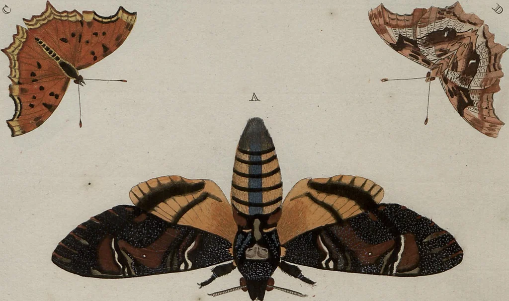 An illustration from (Band 1, Tafeln): De plaaten I - XCVI, 1779, leaf 80