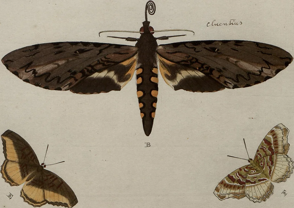 An illustration from (Band 1, Tafeln): De plaaten I - XCVI, 1779, leaf 80