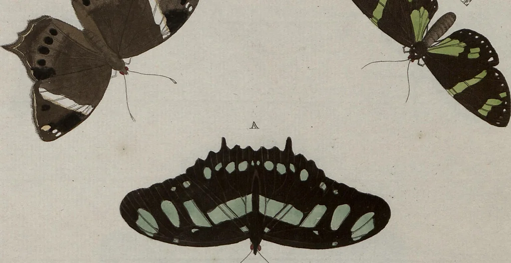 An illustration from (Band 1, Tafeln): De plaaten I - XCVI, 1779, leaf 81