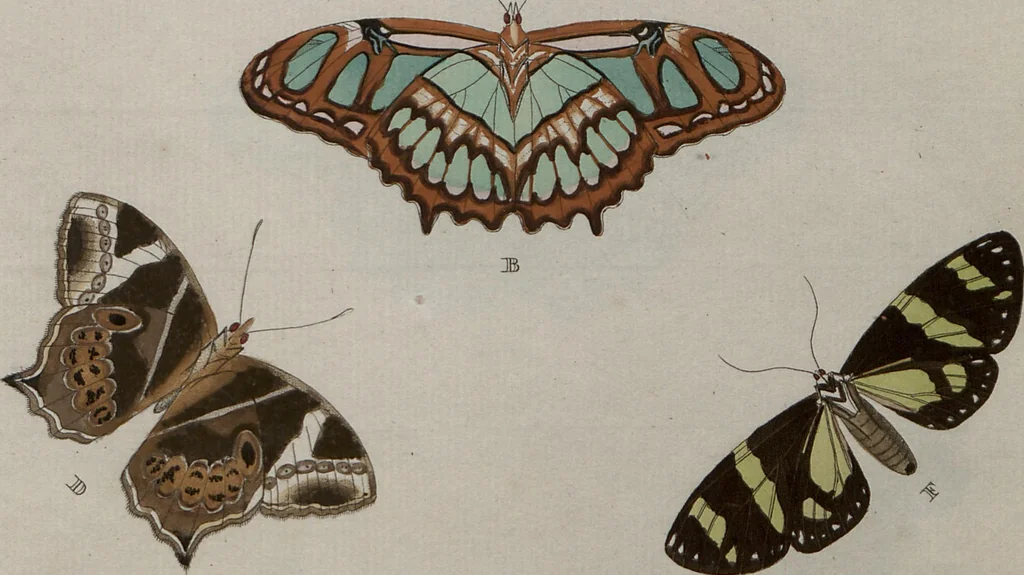 An illustration from (Band 1, Tafeln): De plaaten I - XCVI, 1779, leaf 81
