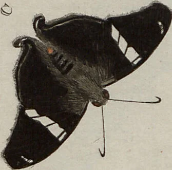 An illustration from (Band 1, Tafeln): De plaaten I - XCVI, 1779, leaf 82