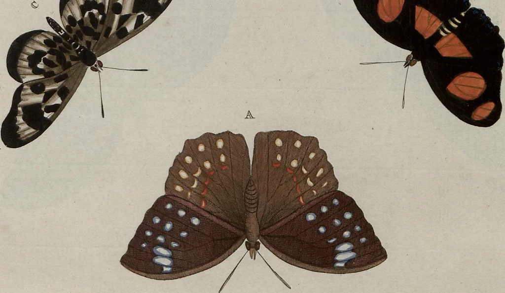 An illustration from (Band 1, Tafeln): De plaaten I - XCVI, 1779, leaf 83