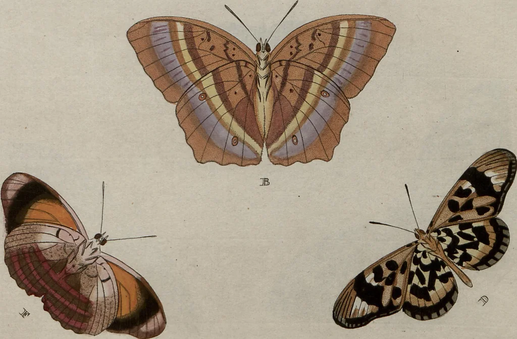 An illustration from (Band 1, Tafeln): De plaaten I - XCVI, 1779, leaf 83