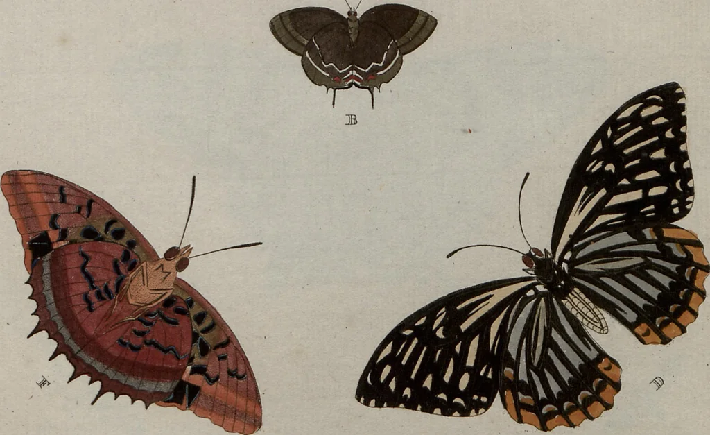 An illustration from (Band 1, Tafeln): De plaaten I - XCVI, 1779, leaf 84