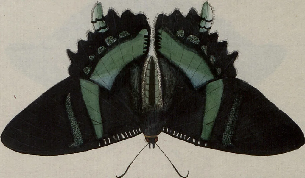 An illustration from (Band 1, Tafeln): De plaaten I - XCVI, 1779, leaf 85
