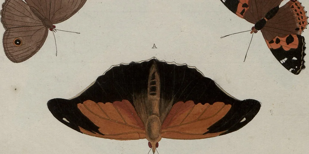 An illustration from (Band 1, Tafeln): De plaaten I - XCVI, 1779, leaf 86