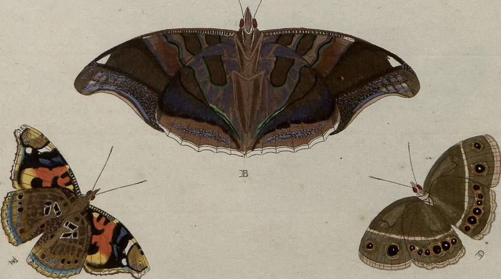 An illustration from (Band 1, Tafeln): De plaaten I - XCVI, 1779, leaf 86