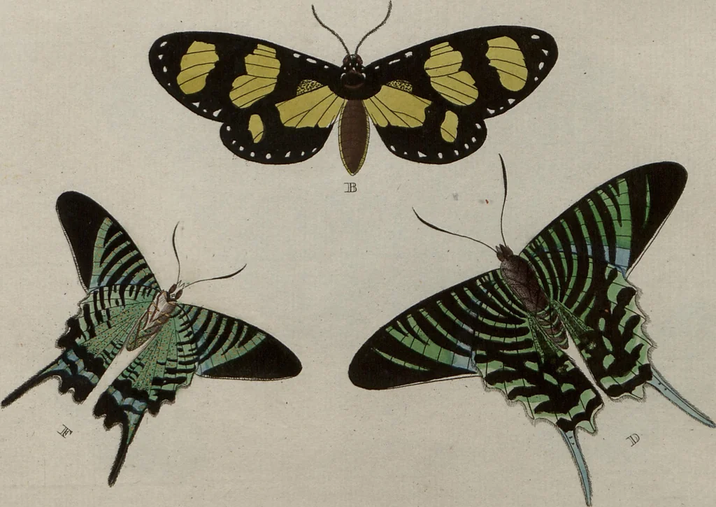 An illustration from (Band 1, Tafeln): De plaaten I - XCVI, 1779, leaf 87