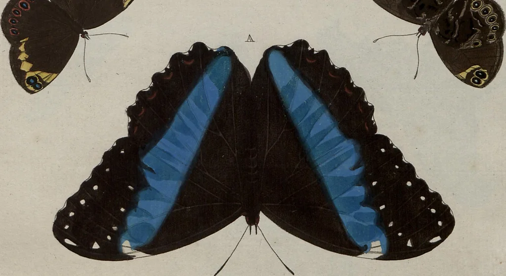 An illustration from (Band 1, Tafeln): De plaaten I - XCVI, 1779, leaf 88