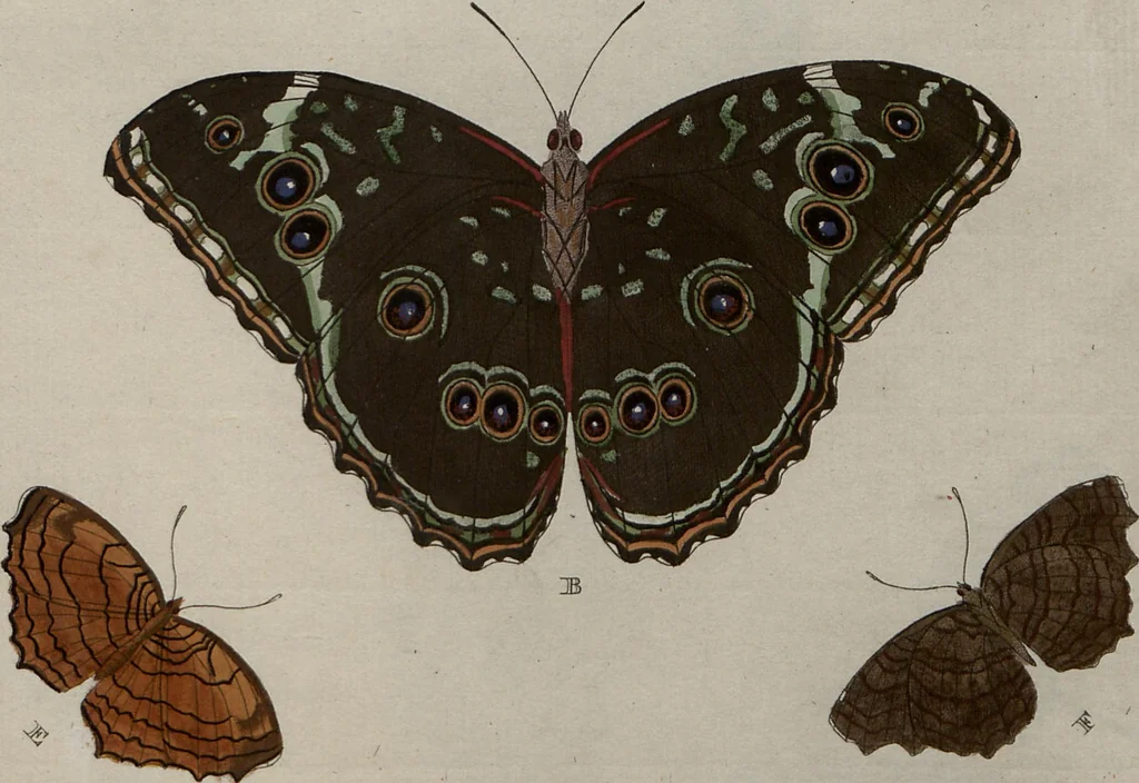 An illustration from (Band 1, Tafeln): De plaaten I - XCVI, 1779, leaf 88