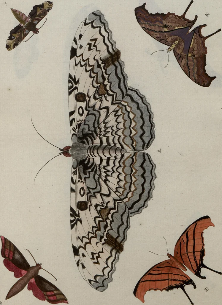 An illustration from (Band 1, Tafeln): De plaaten I - XCVI, 1779, leaf 89