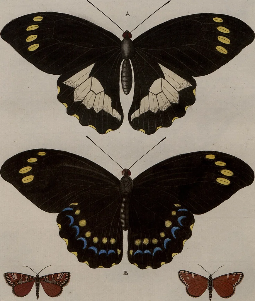 An illustration from (Band 1, Tafeln): De plaaten I - XCVI, 1779, leaf 9