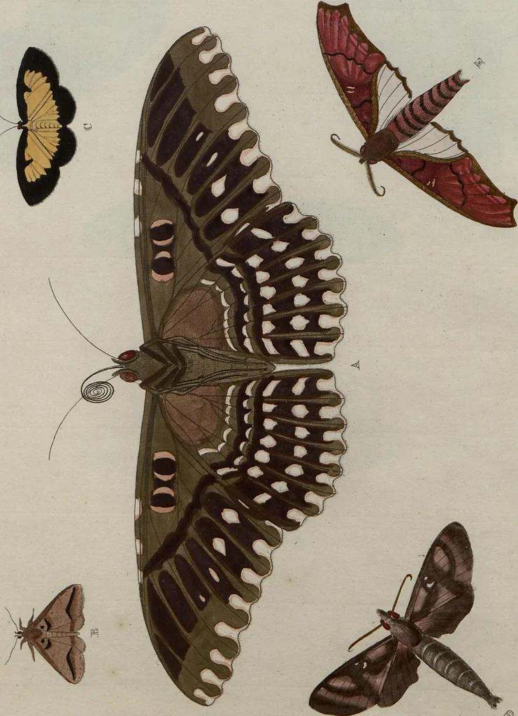 An illustration from (Band 1, Tafeln): De plaaten I - XCVI, 1779, leaf 90