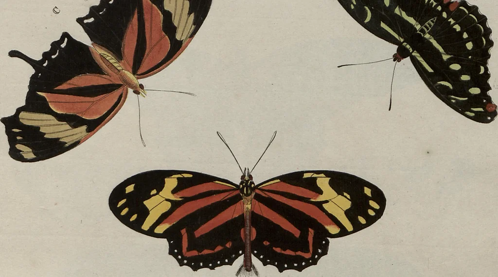 An illustration from (Band 1, Tafeln): De plaaten I - XCVI, 1779, leaf 92