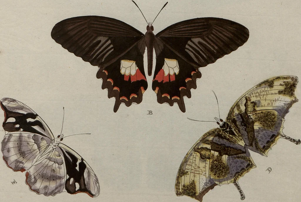 An illustration from (Band 1, Tafeln): De plaaten I - XCVI, 1779, leaf 92