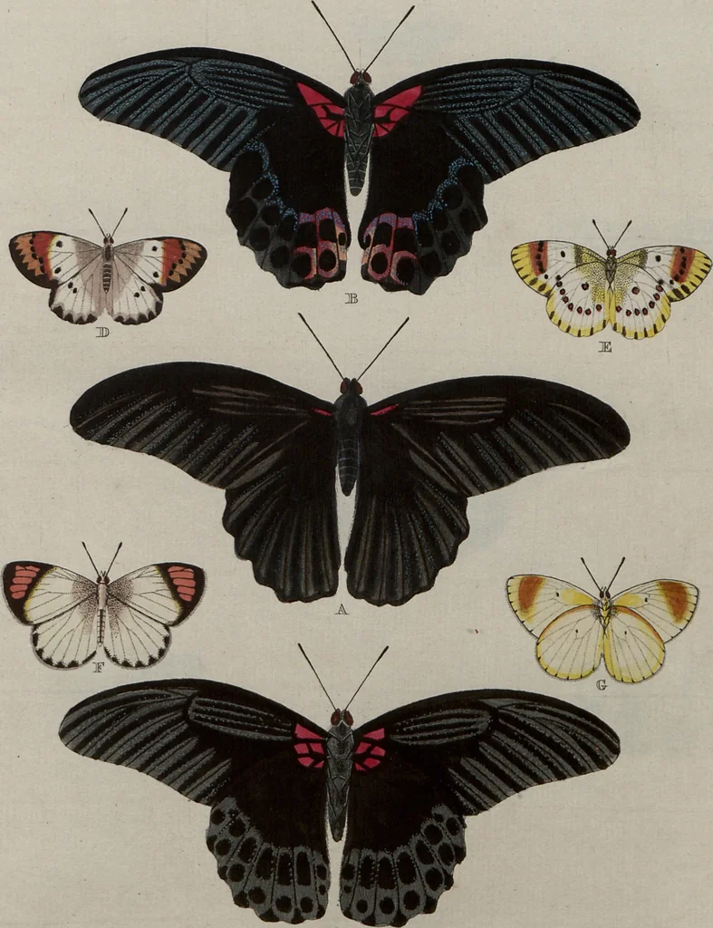 An illustration from (Band 1, Tafeln): De plaaten I - XCVI, 1779, leaf 93