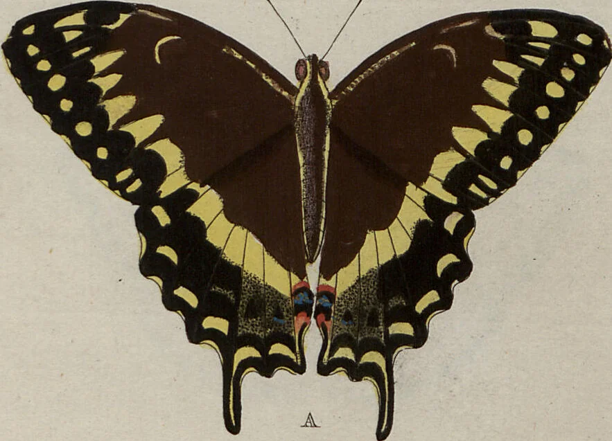 An illustration from (Band 1, Tafeln): De plaaten I - XCVI, 1779, leaf 95