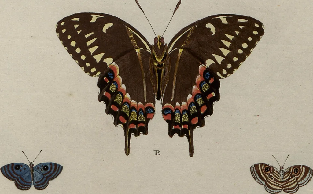 An illustration from (Band 1, Tafeln): De plaaten I - XCVI, 1779, leaf 95
