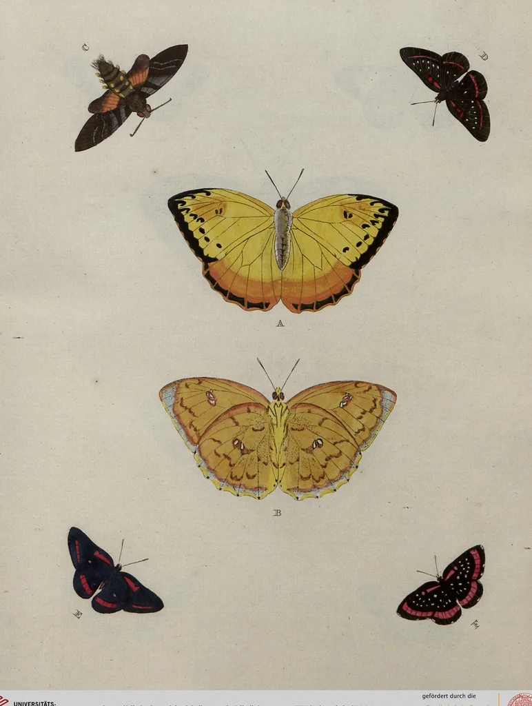 An illustration from (Band 1, Tafeln): De plaaten I - XCVI, 1779, leaf 96