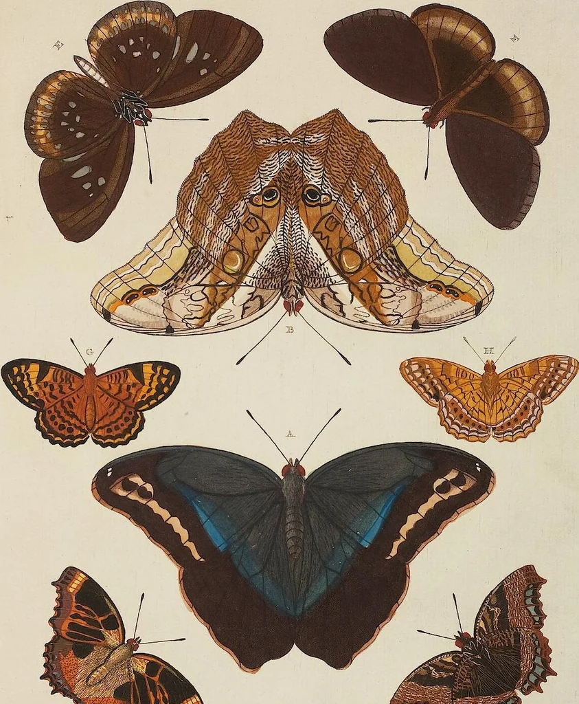 An illustration from (Band 4, Tafeln): De plaaten CCLXXXIX - CCCC, 1782, leaf 102