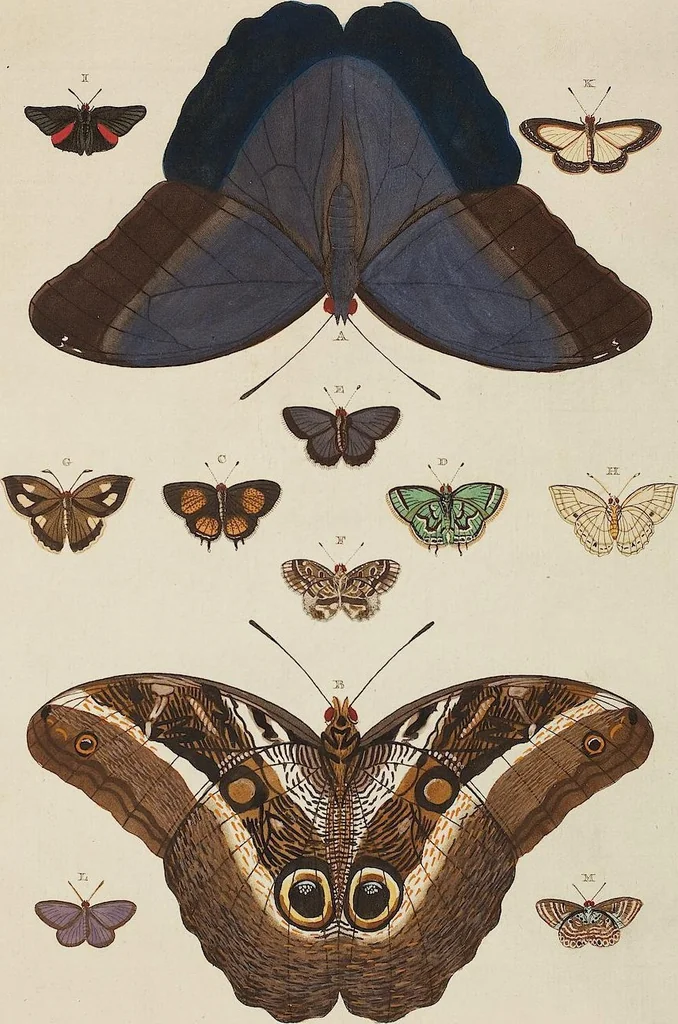 An illustration from (Band 4, Tafeln): De plaaten CCLXXXIX - CCCC, 1782, leaf 103
