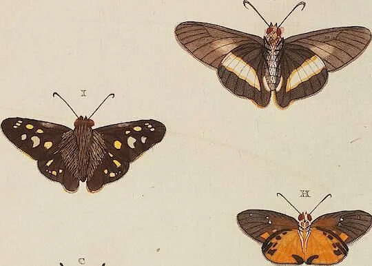 An illustration from (Band 4, Tafeln): De plaaten CCLXXXIX - CCCC, 1782, leaf 104