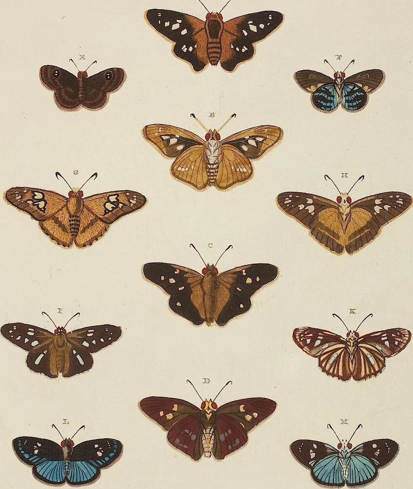 An illustration from (Band 4, Tafeln): De plaaten CCLXXXIX - CCCC, 1782, leaf 105