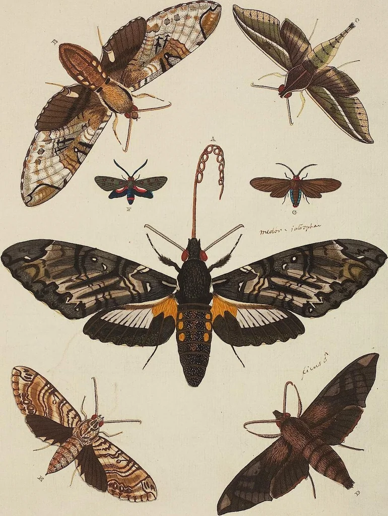 An illustration from (Band 4, Tafeln): De plaaten CCLXXXIX - CCCC, 1782, leaf 107