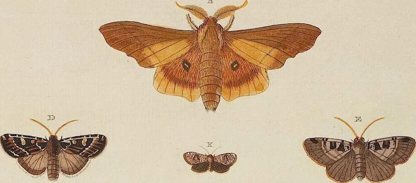 An illustration from (Band 4, Tafeln): De plaaten CCLXXXIX - CCCC, 1782, leaf 109