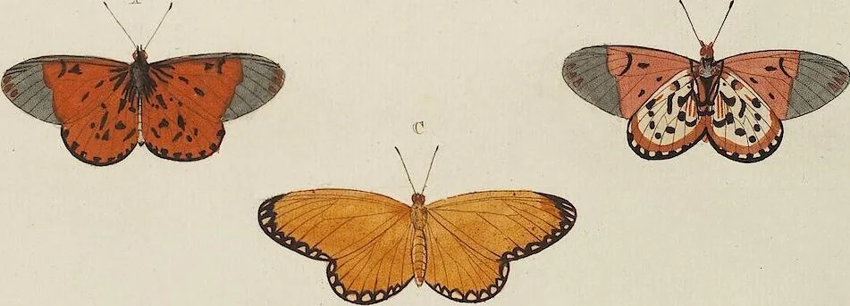 An illustration from (Band 4, Tafeln): De plaaten CCLXXXIX - CCCC, 1782, leaf 11