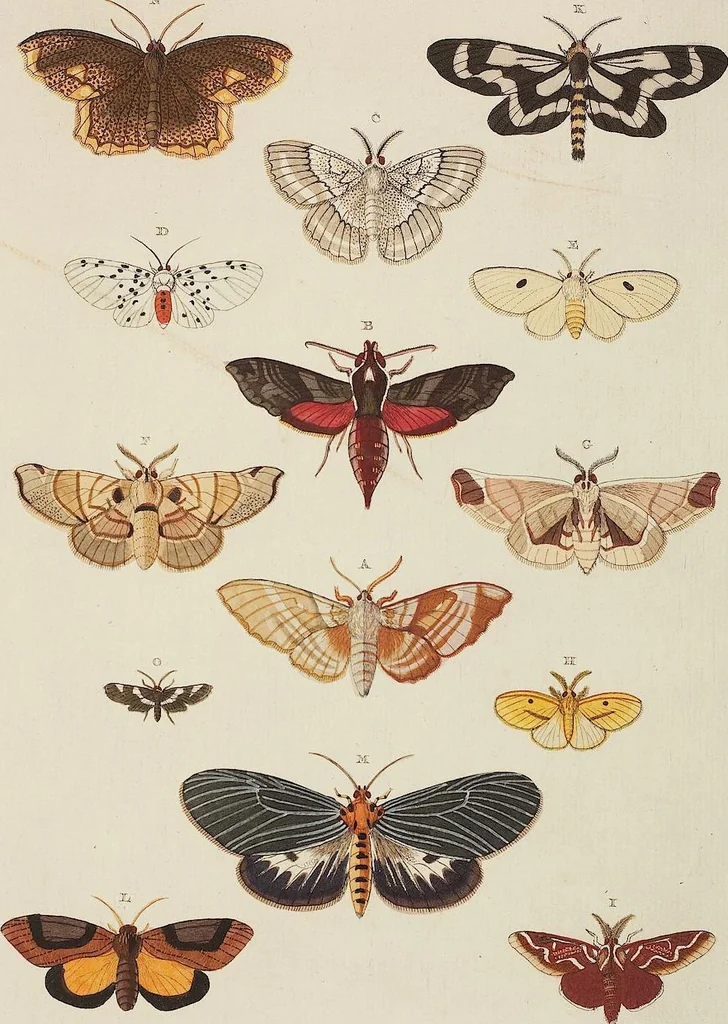 An illustration from (Band 4, Tafeln): De plaaten CCLXXXIX - CCCC, 1782, leaf 111