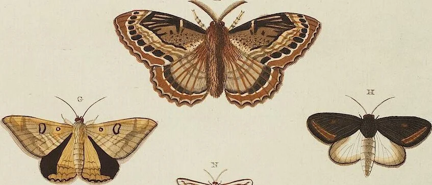 An illustration from (Band 4, Tafeln): De plaaten CCLXXXIX - CCCC, 1782, leaf 112