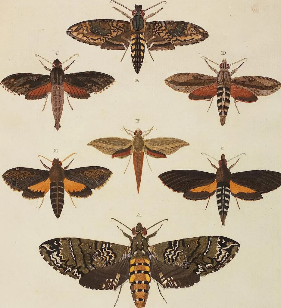 An illustration from (Band 4, Tafeln): De plaaten CCLXXXIX - CCCC, 1782, leaf 14