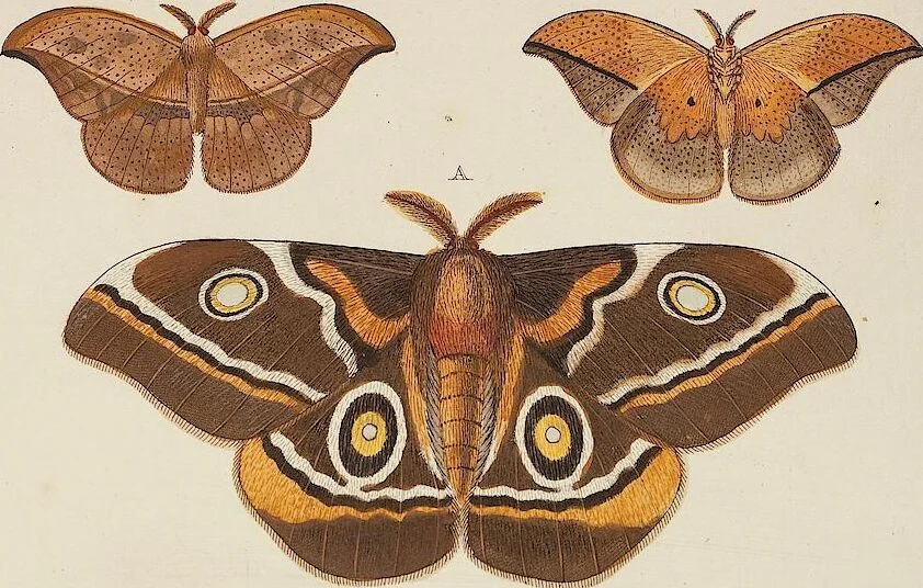 An illustration from (Band 4, Tafeln): De plaaten CCLXXXIX - CCCC, 1782, leaf 15
