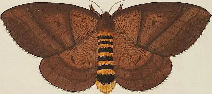 An illustration from (Band 4, Tafeln): De plaaten CCLXXXIX - CCCC, 1782, leaf 16