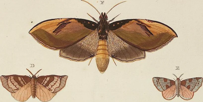 An illustration from (Band 4, Tafeln): De plaaten CCLXXXIX - CCCC, 1782, leaf 18