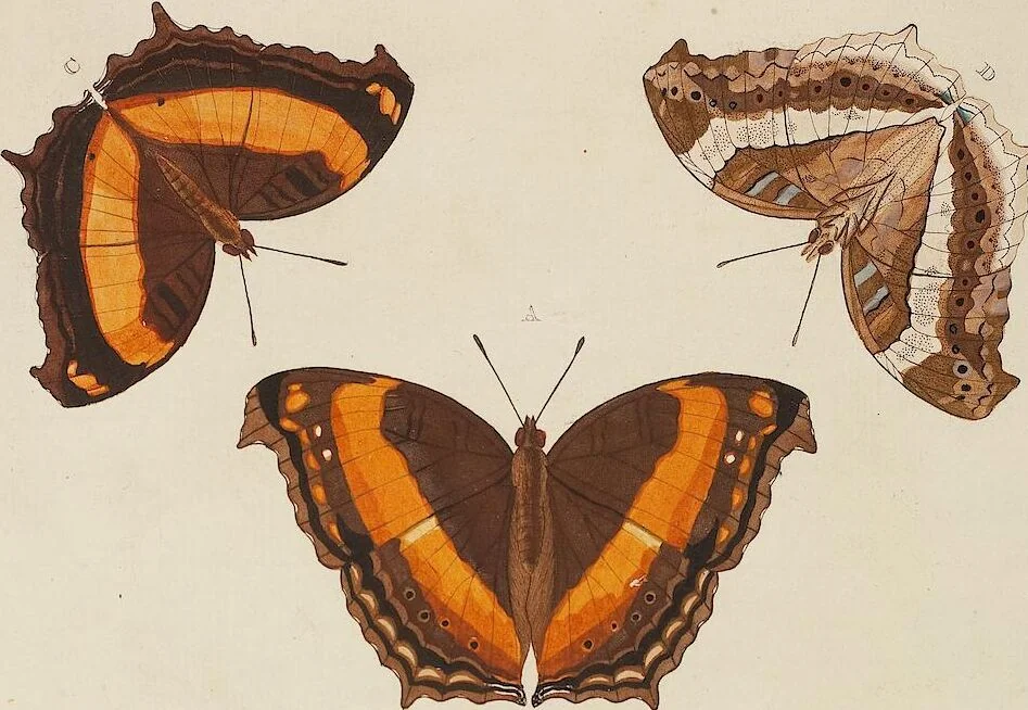 An illustration from (Band 4, Tafeln): De plaaten CCLXXXIX - CCCC, 1782, leaf 2