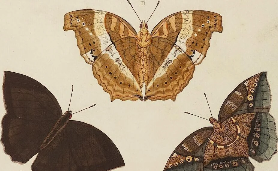 An illustration from (Band 4, Tafeln): De plaaten CCLXXXIX - CCCC, 1782, leaf 2