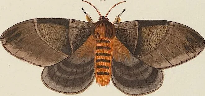 An illustration from (Band 4, Tafeln): De plaaten CCLXXXIX - CCCC, 1782, leaf 20