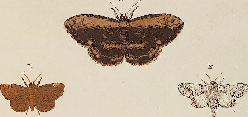An illustration from (Band 4, Tafeln): De plaaten CCLXXXIX - CCCC, 1782, leaf 22