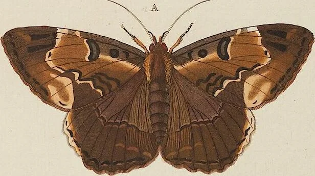 An illustration from (Band 4, Tafeln): De plaaten CCLXXXIX - CCCC, 1782, leaf 22