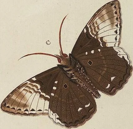 An illustration from (Band 4, Tafeln): De plaaten CCLXXXIX - CCCC, 1782, leaf 22