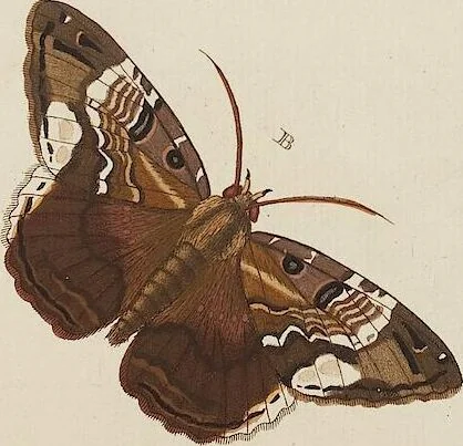 An illustration from (Band 4, Tafeln): De plaaten CCLXXXIX - CCCC, 1782, leaf 22